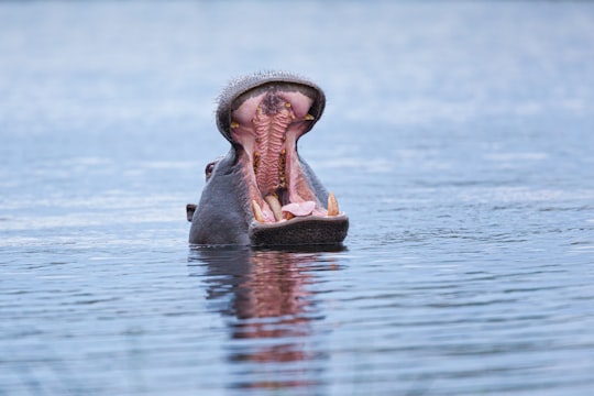 brown and black animal on water during daytime in Moremi Game Reserve Botswana