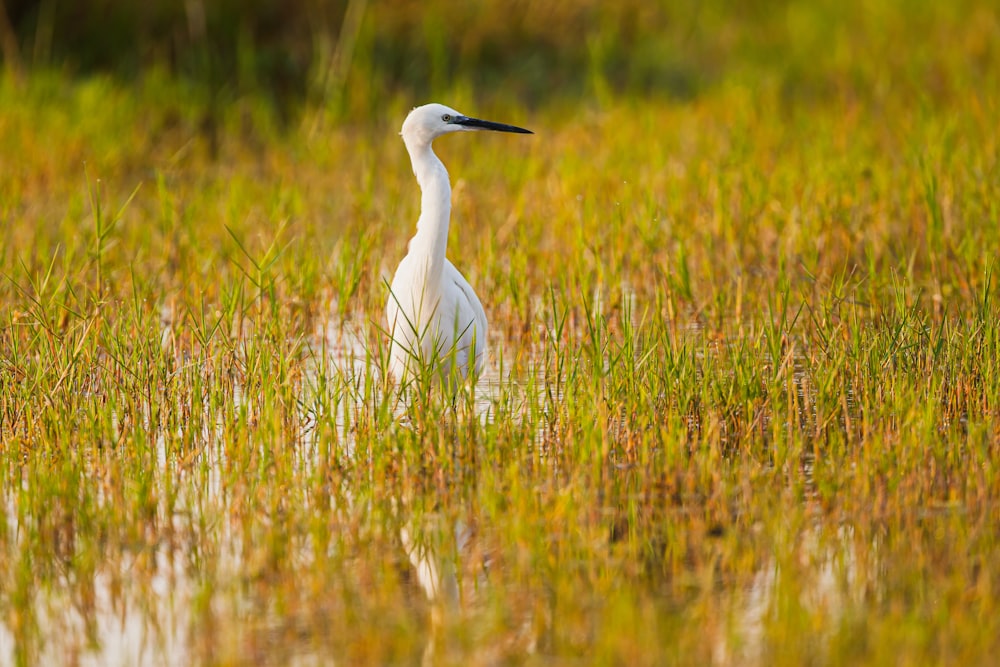 white bird on green grass field during daytime