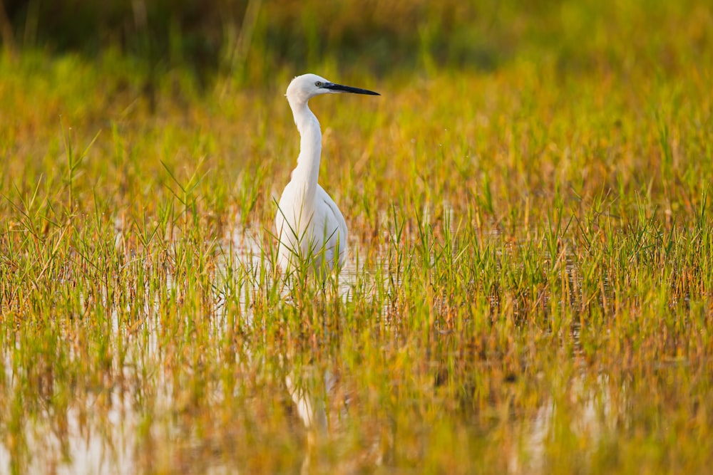 oiseau blanc sur le champ d’herbe verte pendant la journée