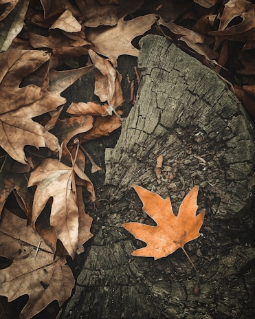 Orange autumn leaves scattered across a rustic wooden surface.