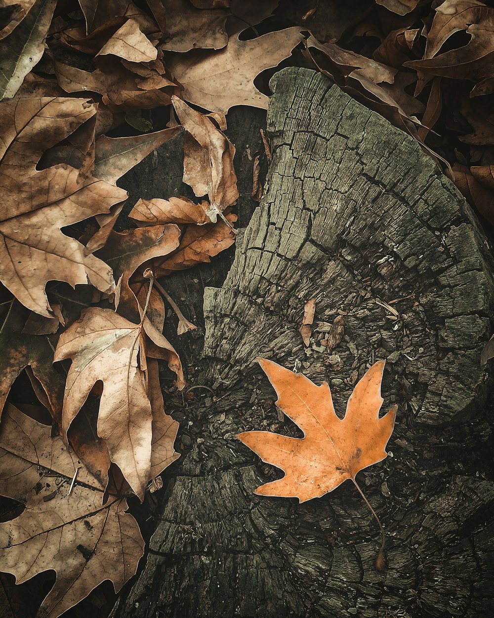 나뭇잎이 나무 그루터기에 누워있다.
