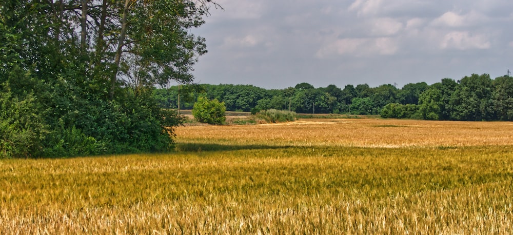 green grass field near green trees under white clouds during daytime