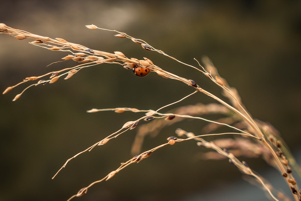 brown plant in tilt shift lens