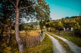 green trees and grass field during daytime