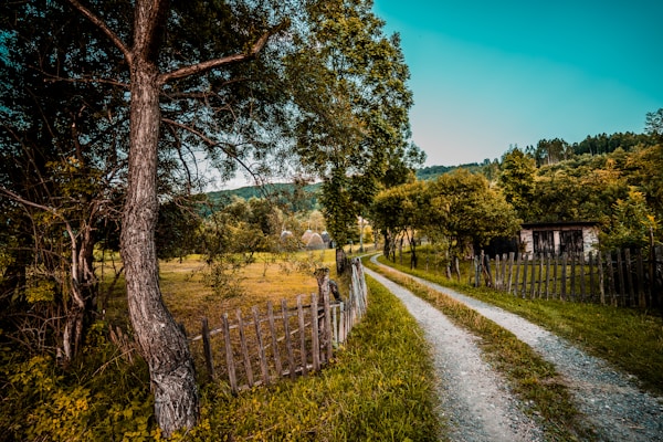 green trees and grass field during daytime
