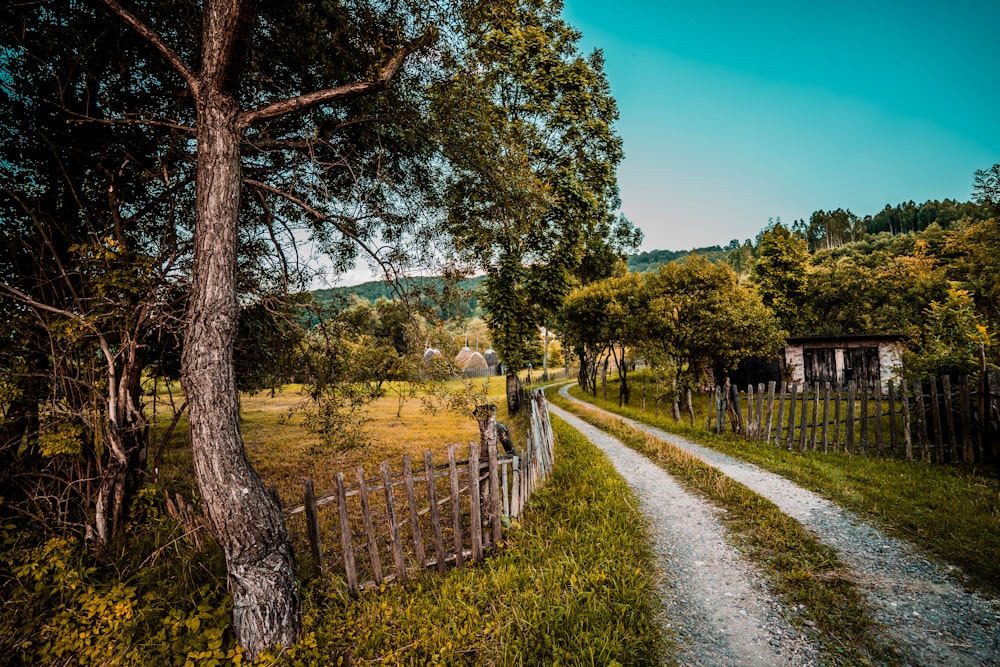 green trees and grass field during daytime