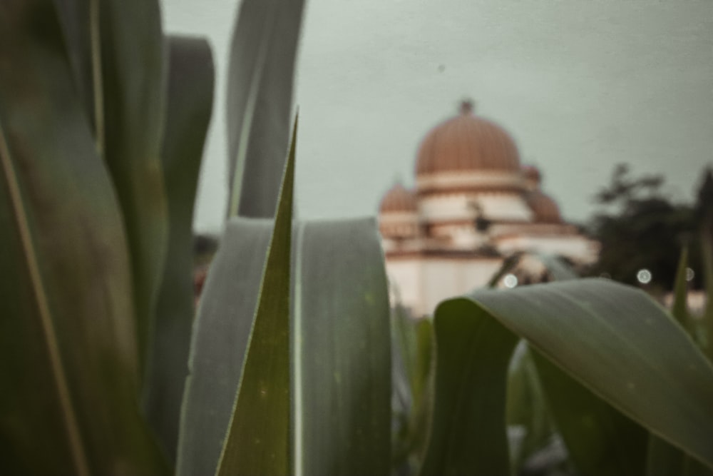 brown and white dome building