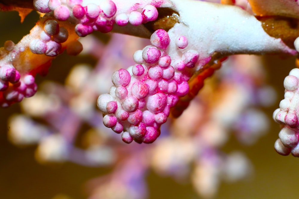 purple and white flower buds