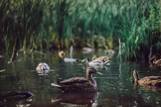 A peaceful garden scene featuring a small pond with ducks swimming among reeds