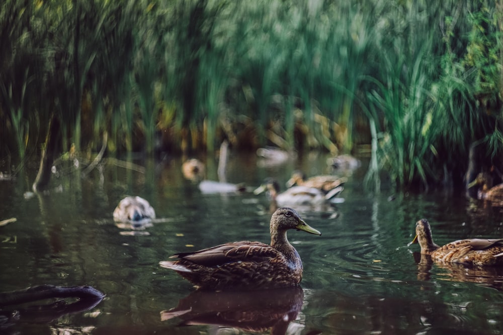 brown duck on water during daytime