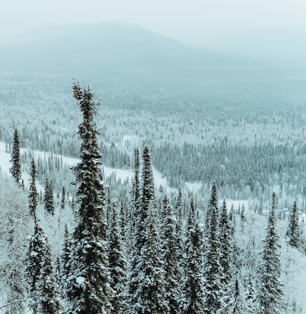 green pine trees on snow covered ground during daytime