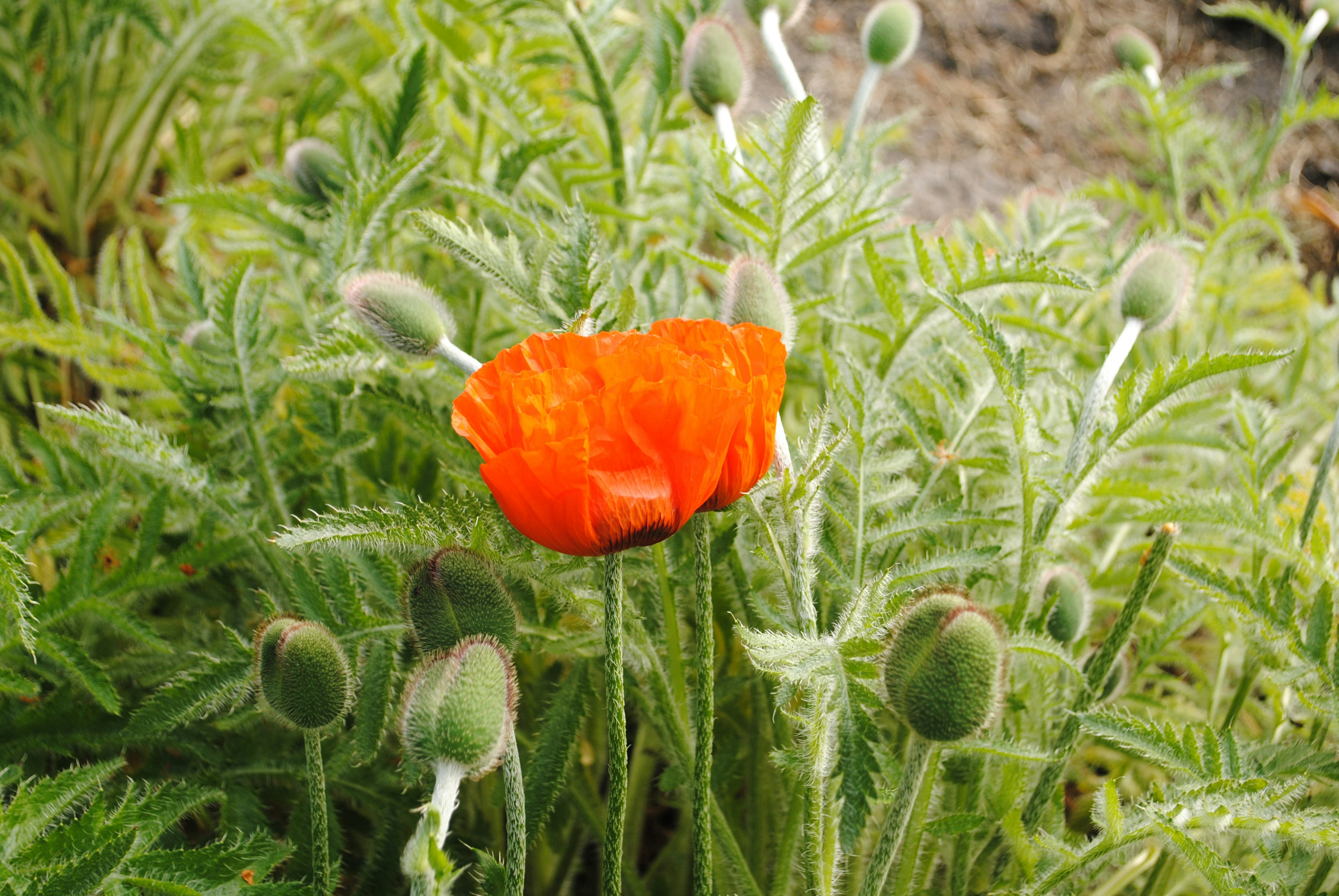 Photo by natsadovnikova