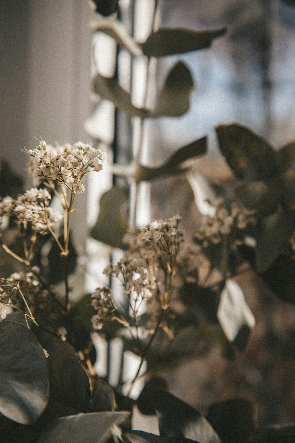 white flowers with green leaves