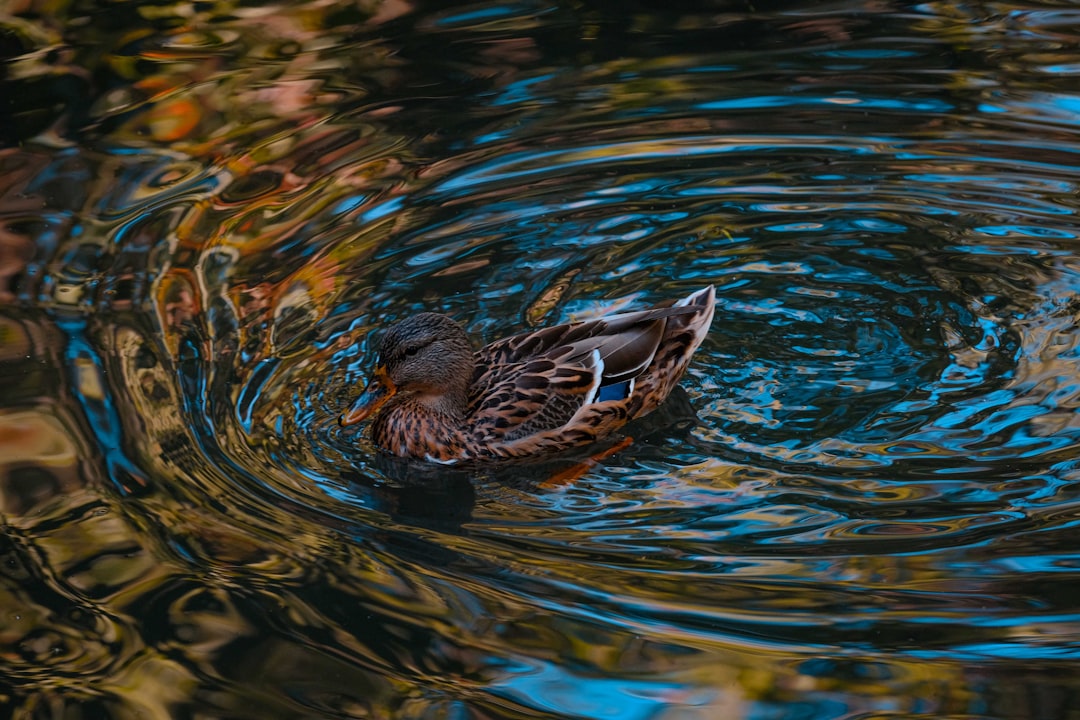 brown duck on water during daytime