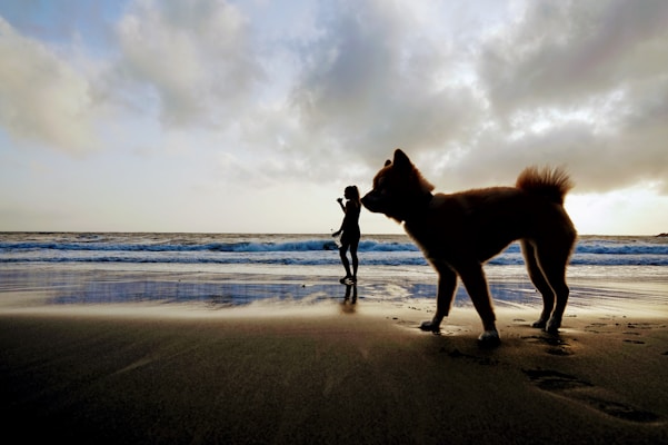 A sandy beach at sunset with gentle waves. A large silhouette of a dog is prominently in the foreground, while a person with a small dog walks by the shoreline. The sky is filled with dramatic clouds, softening the light and creating a serene atmosphere.