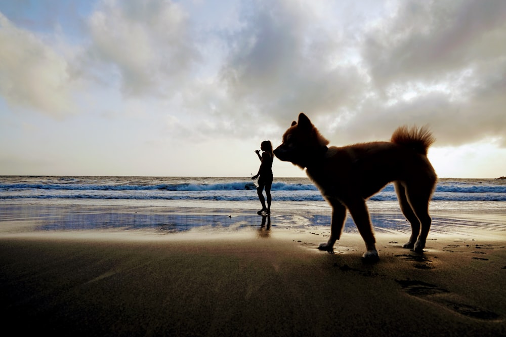 silhouette of dog on beach during daytime