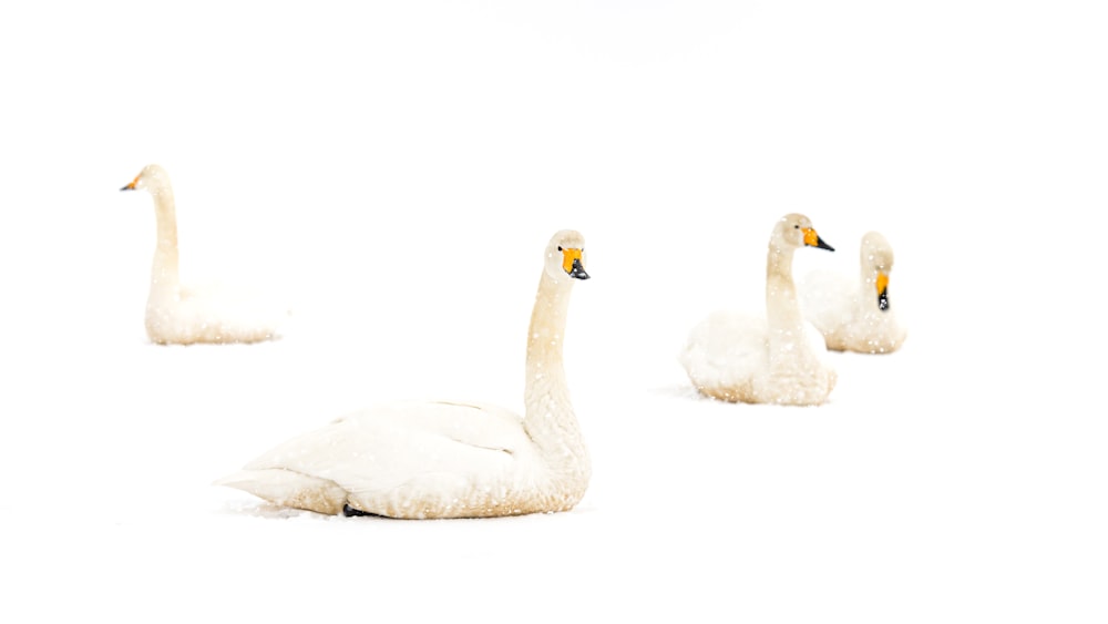 white swan on white background