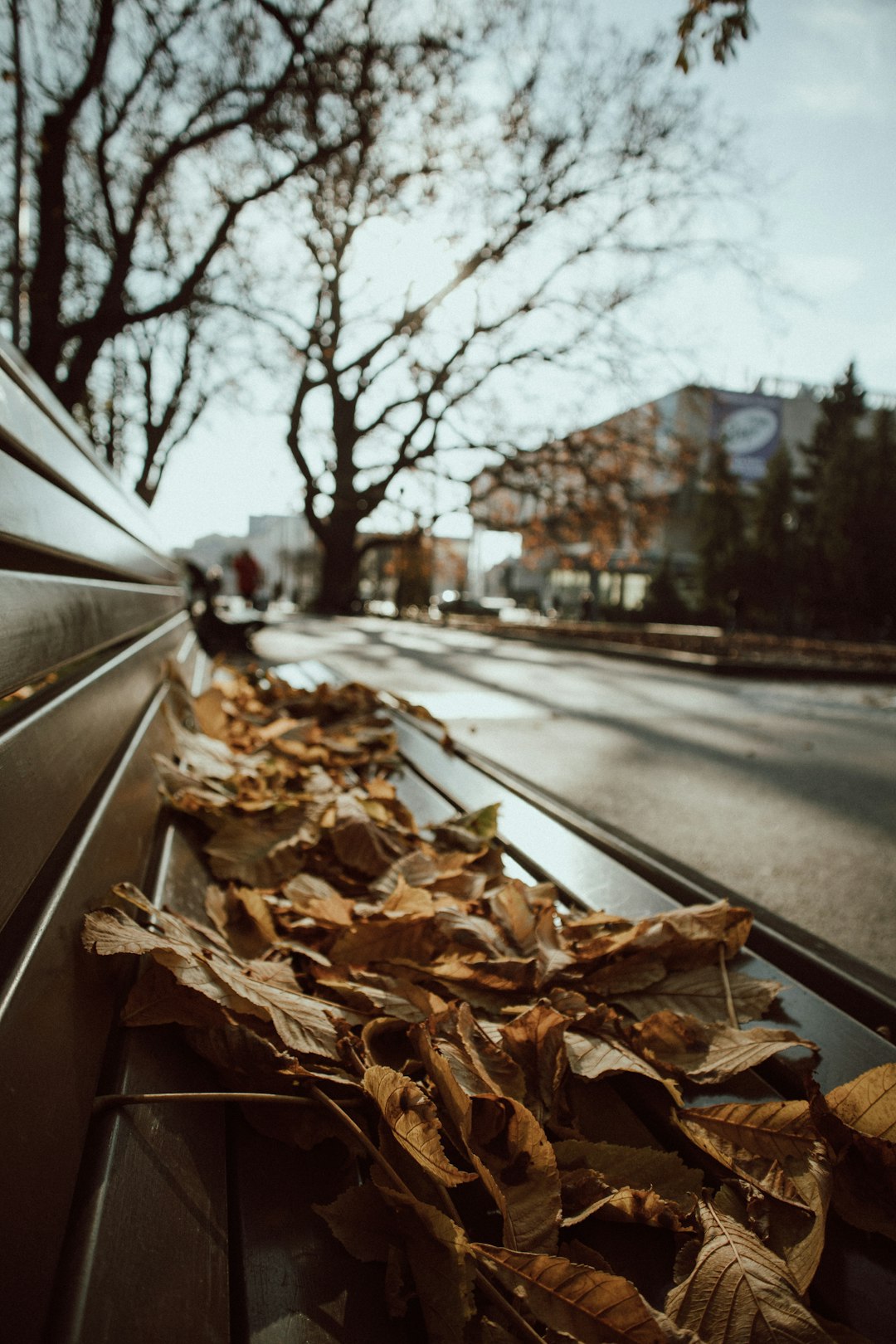 dried leaves on gray asphalt road during daytime