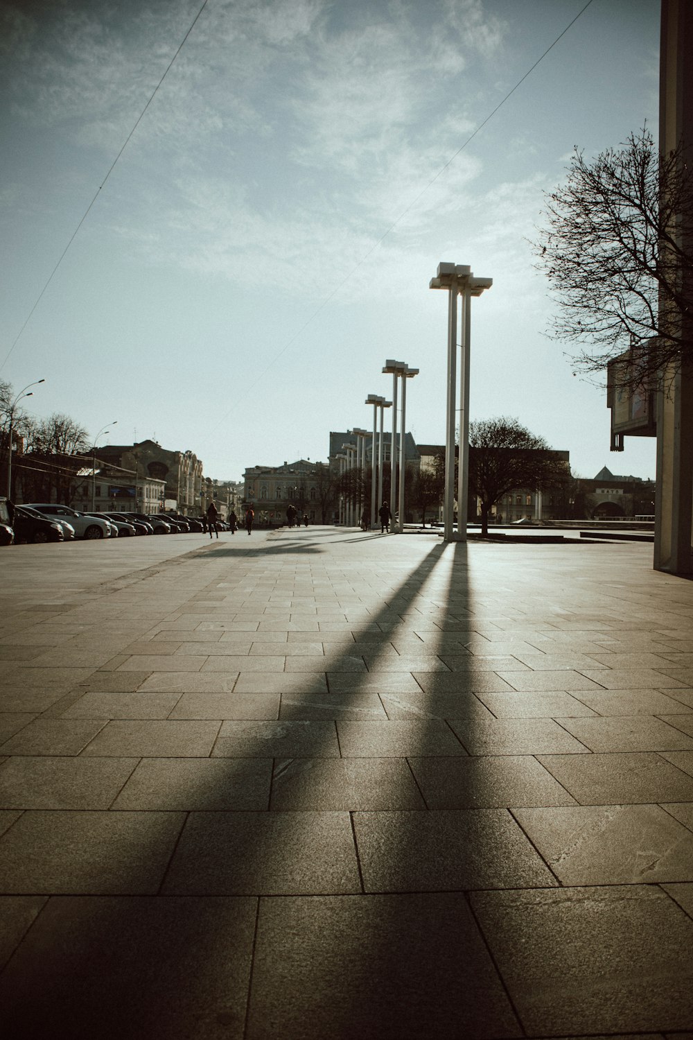 brown bare trees on gray concrete pavement during daytime