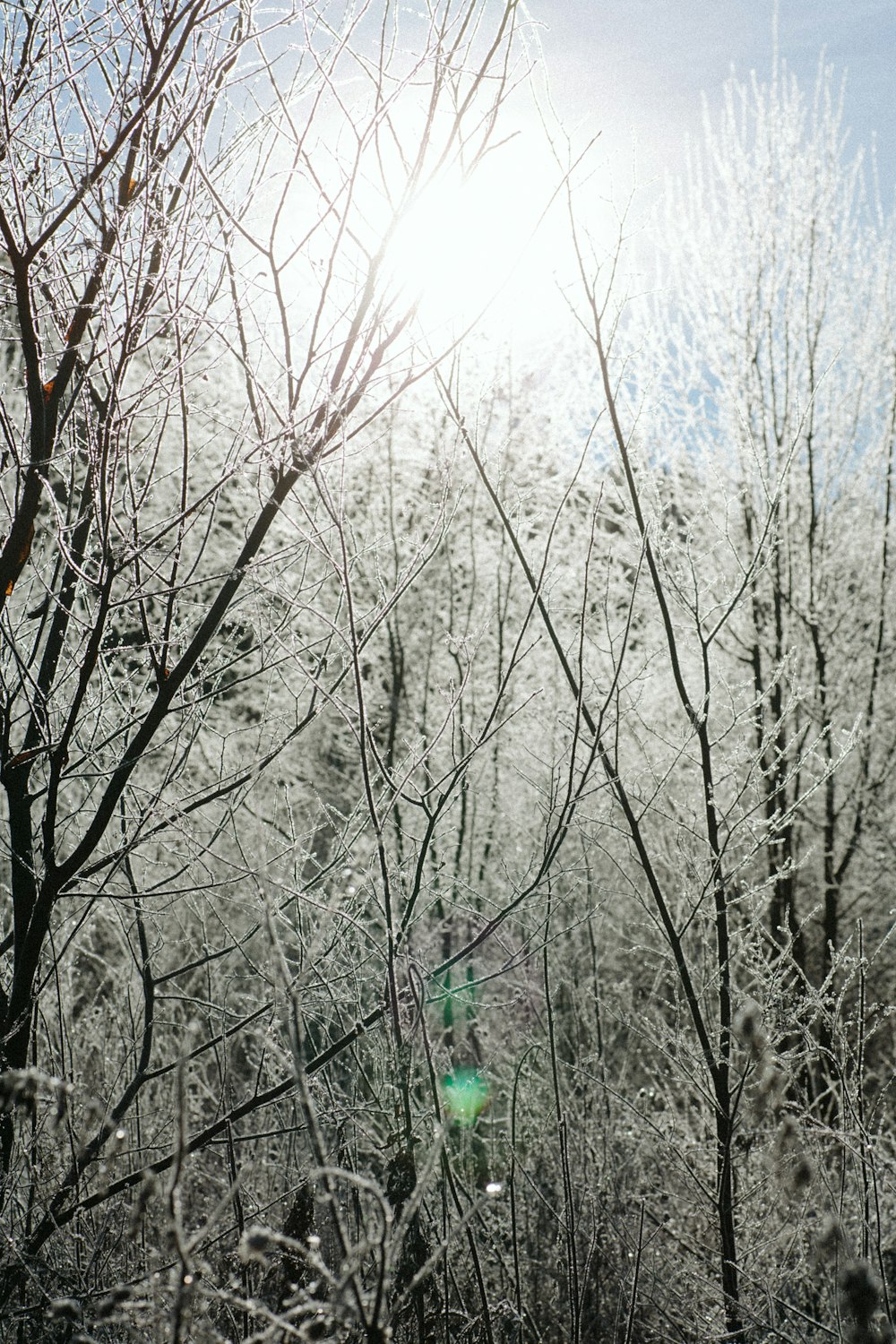 bare trees under white sky during daytime