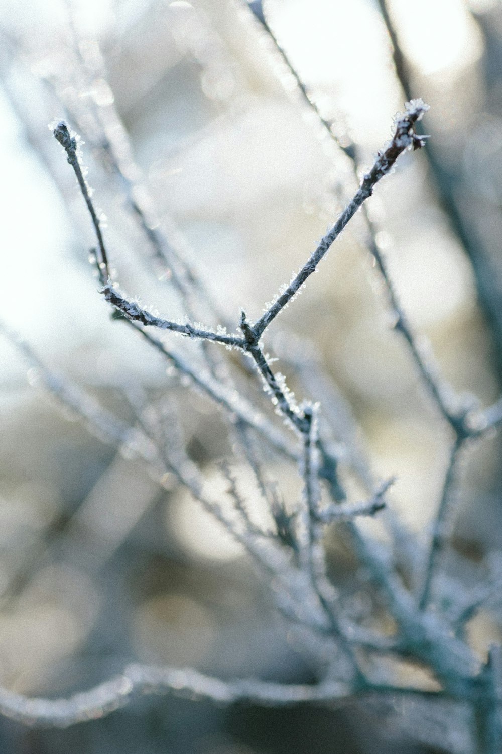 water droplets on black tree branch