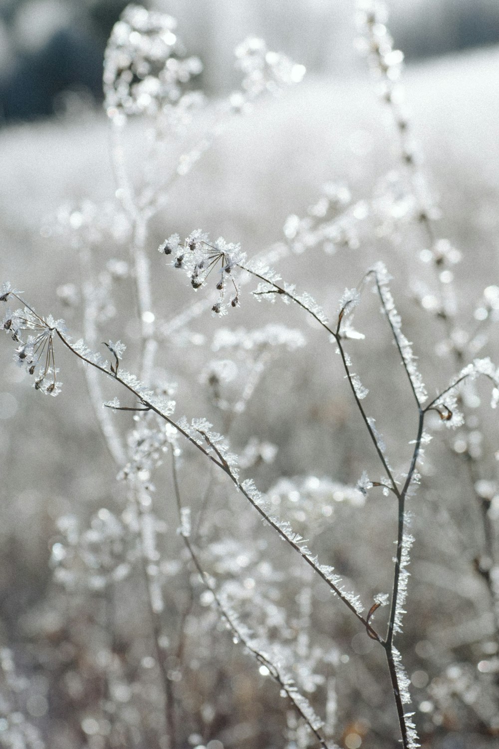 white flowers in tilt shift lens