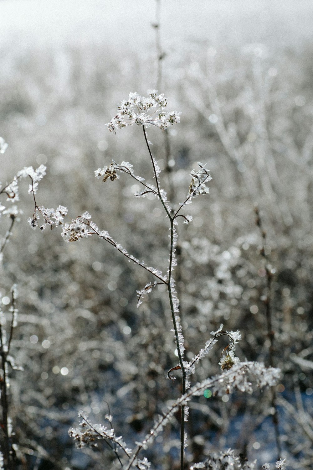 white cherry blossom in close up photography