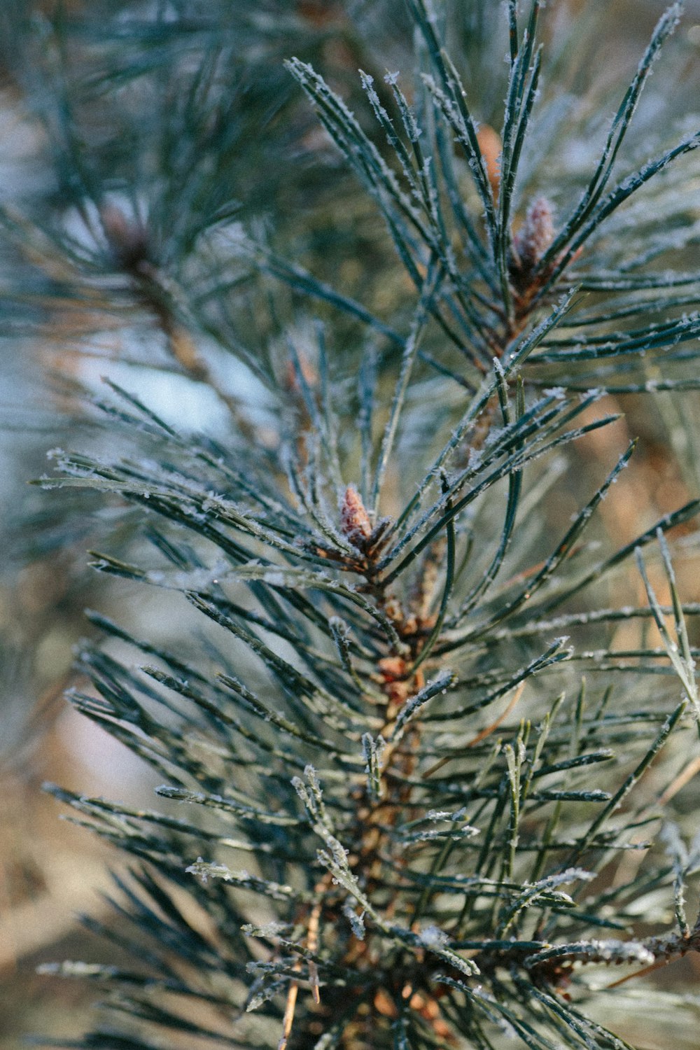 brown and green plant in close up photography