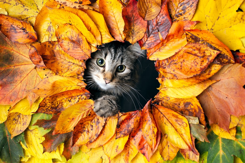 grey tabby kitten on orange leaves