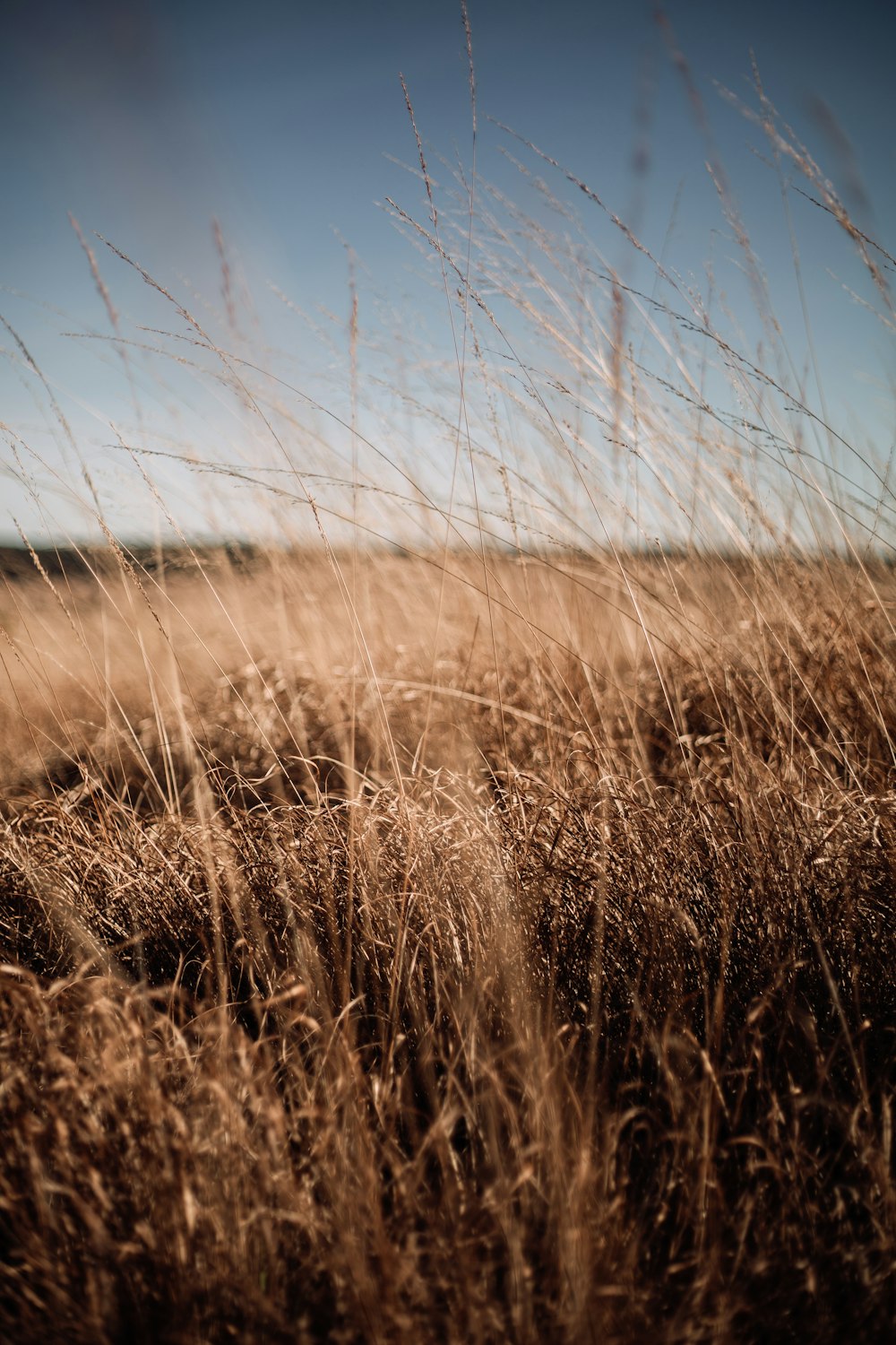 brown grass field during daytime