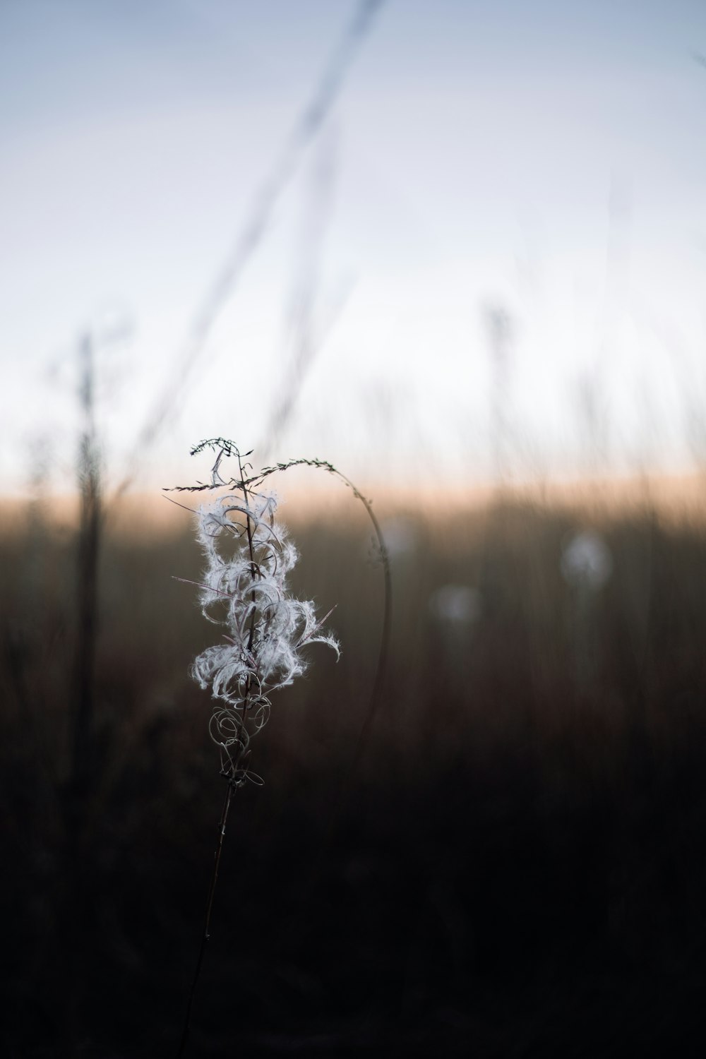 white flower in tilt shift lens