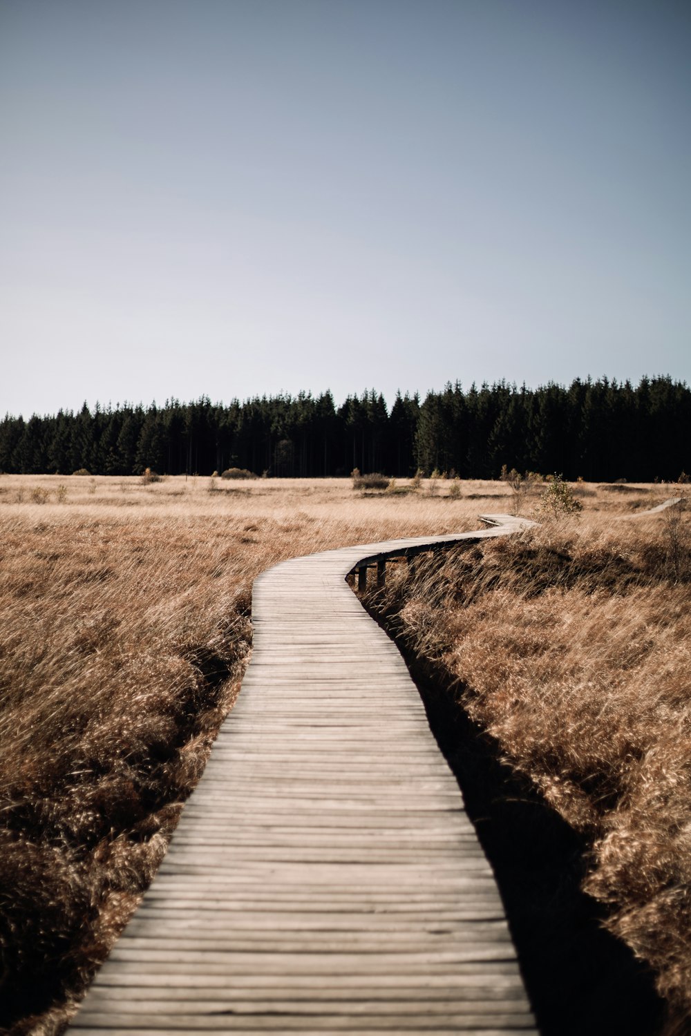 brown wooden pathway between brown grass field during daytime