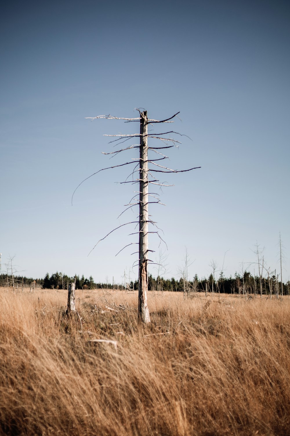 brown wooden post under blue sky during daytime