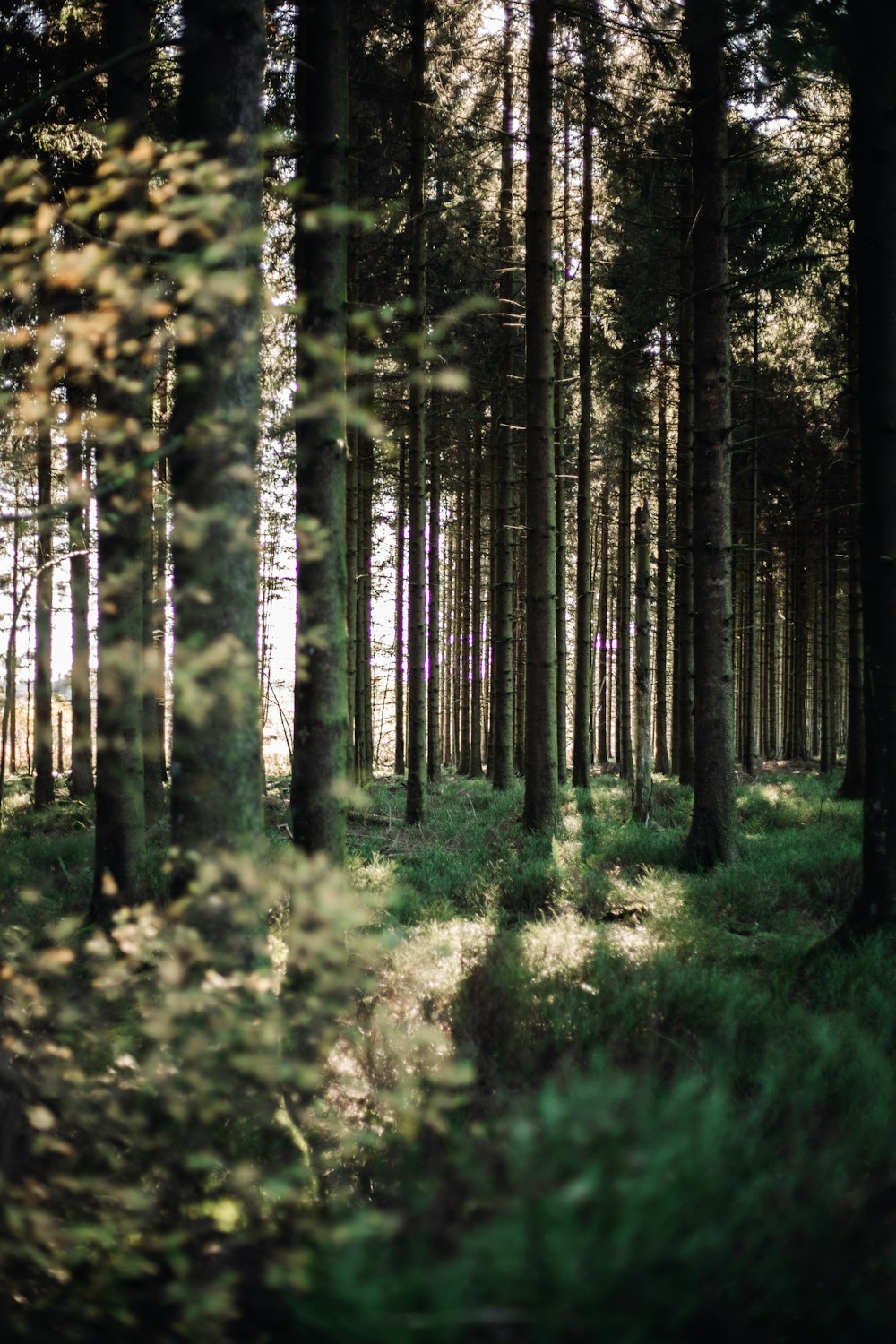 green and brown trees during daytime