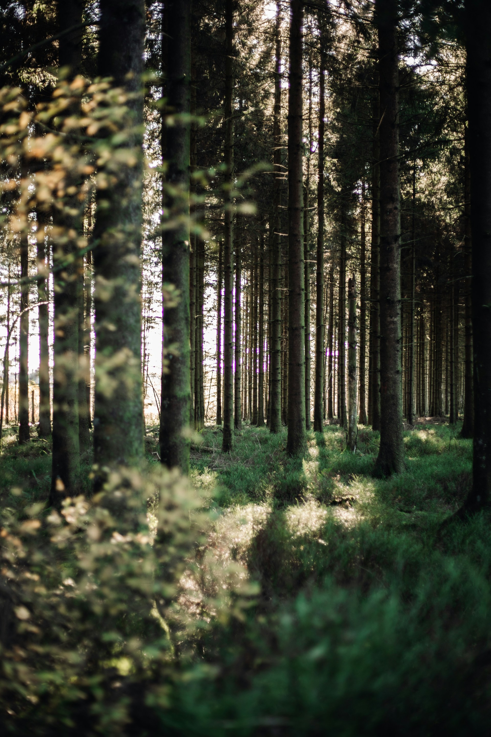 green and brown trees during daytime