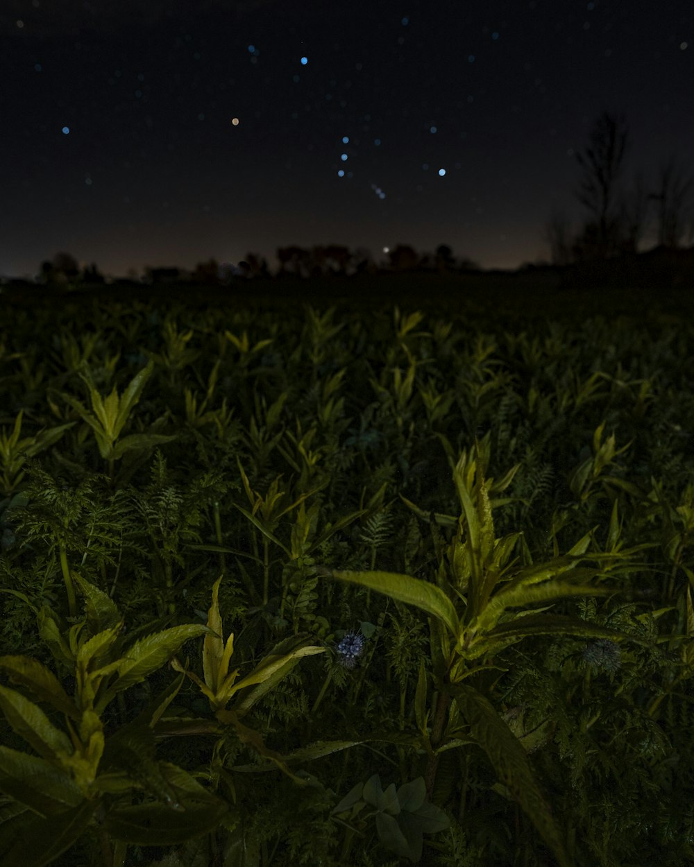 Champ d’herbe verte pendant la nuit