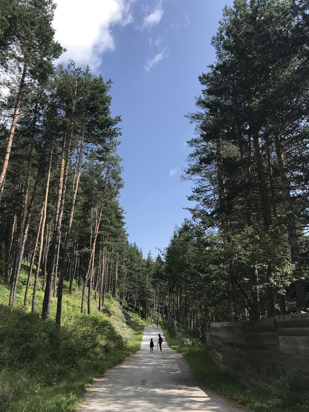 green trees under blue sky during daytime