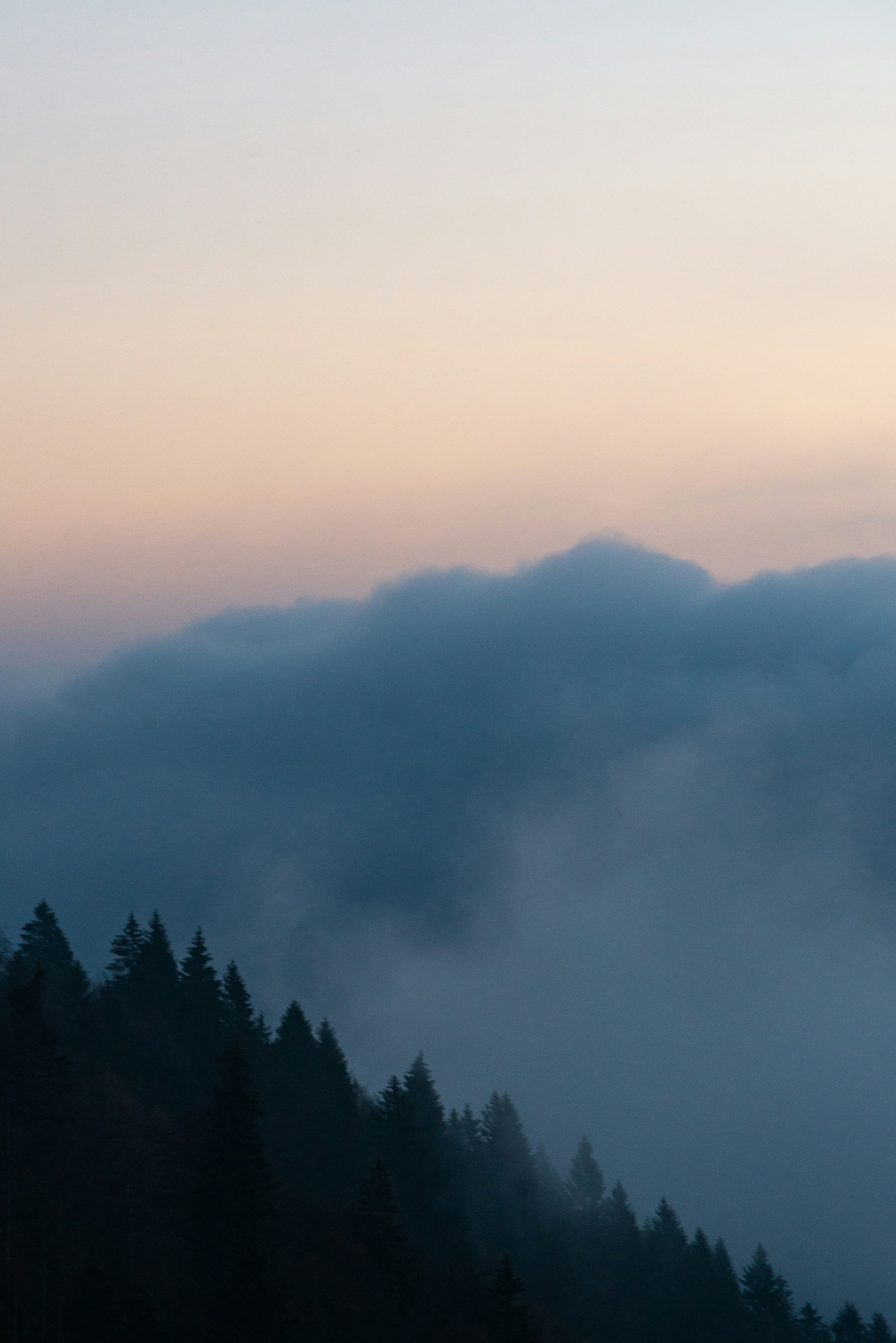 green trees covered with fog