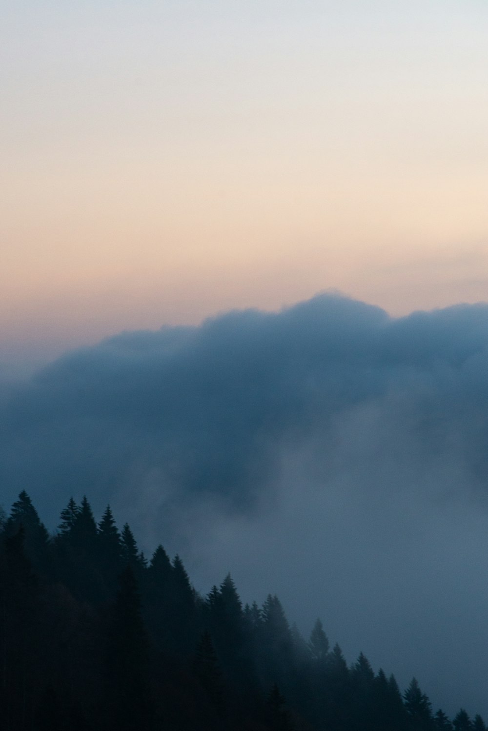 green trees covered with fog