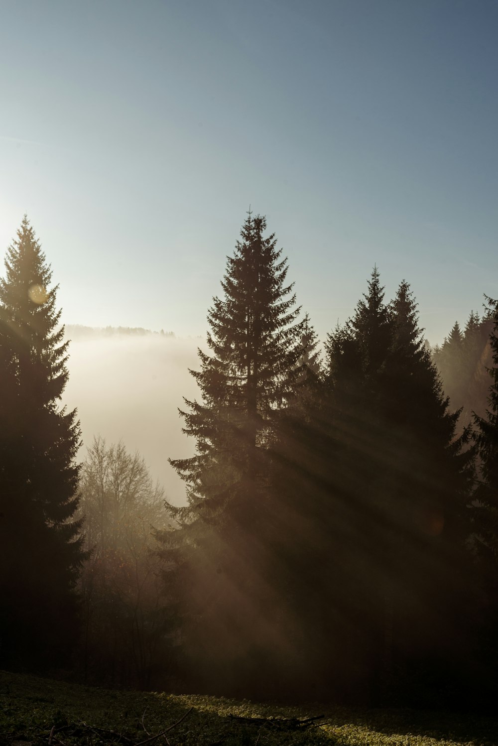 green pine trees under blue sky during daytime