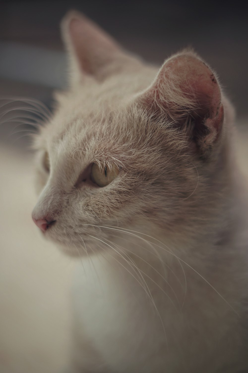 brown and white short fur cat