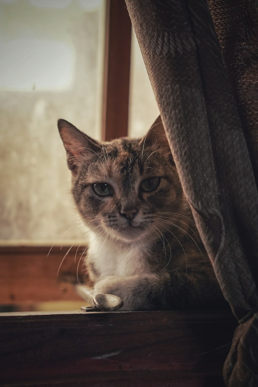 brown and white cat on brown wooden table