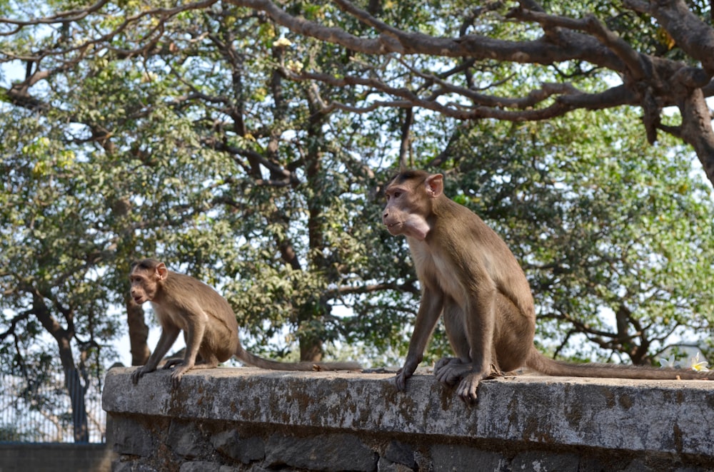 brown monkey sitting on gray concrete wall during daytime