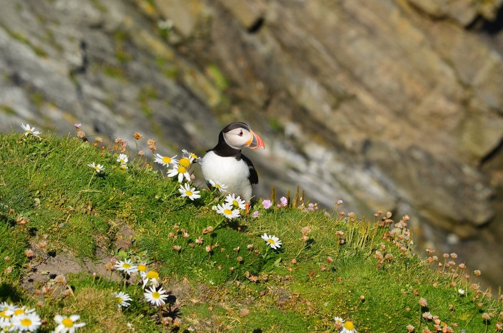 white and black bird on green grass during daytime