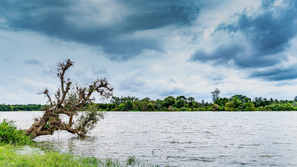 green trees beside body of water under cloudy sky during daytime