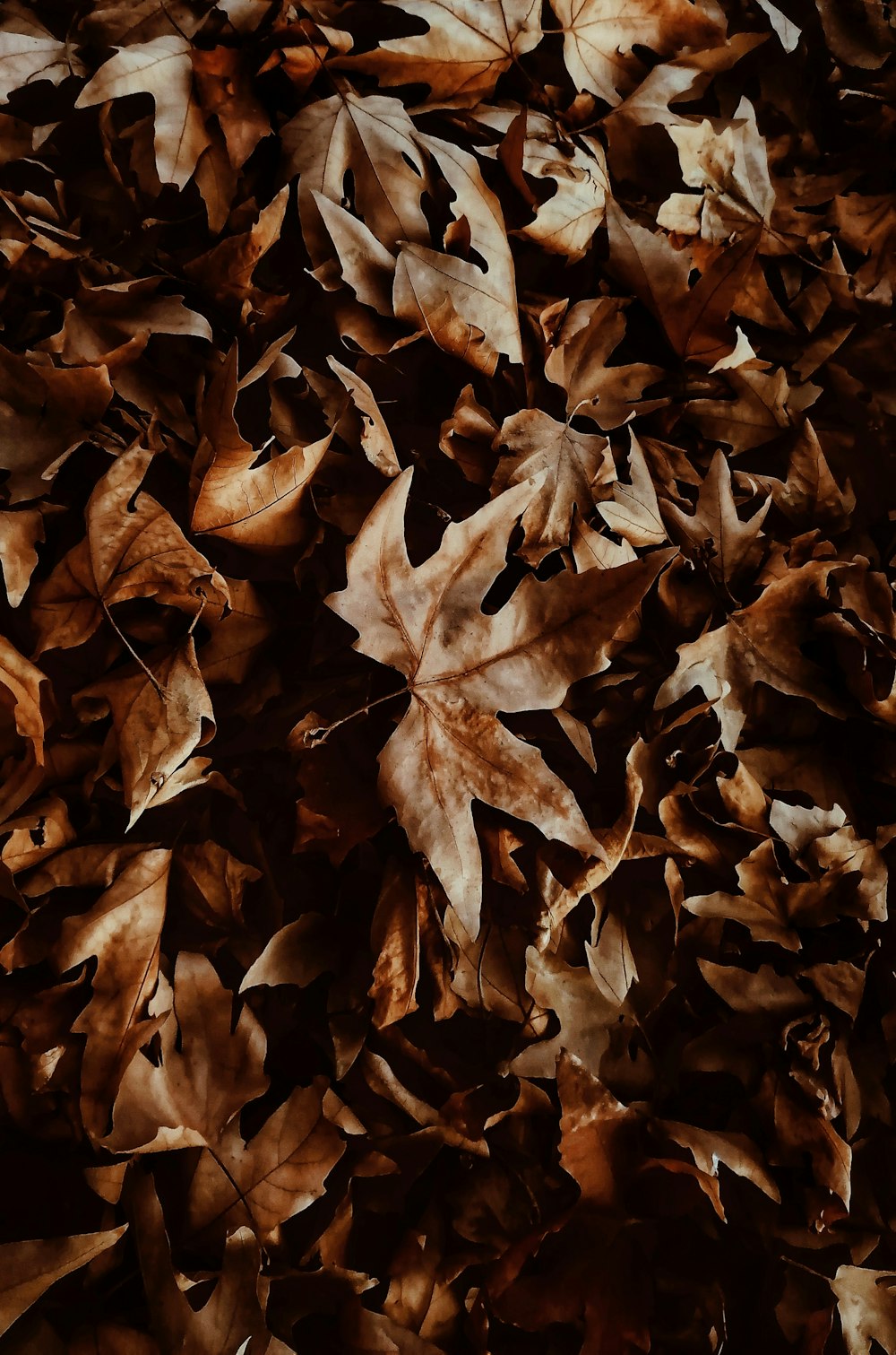 brown dried leaves on ground