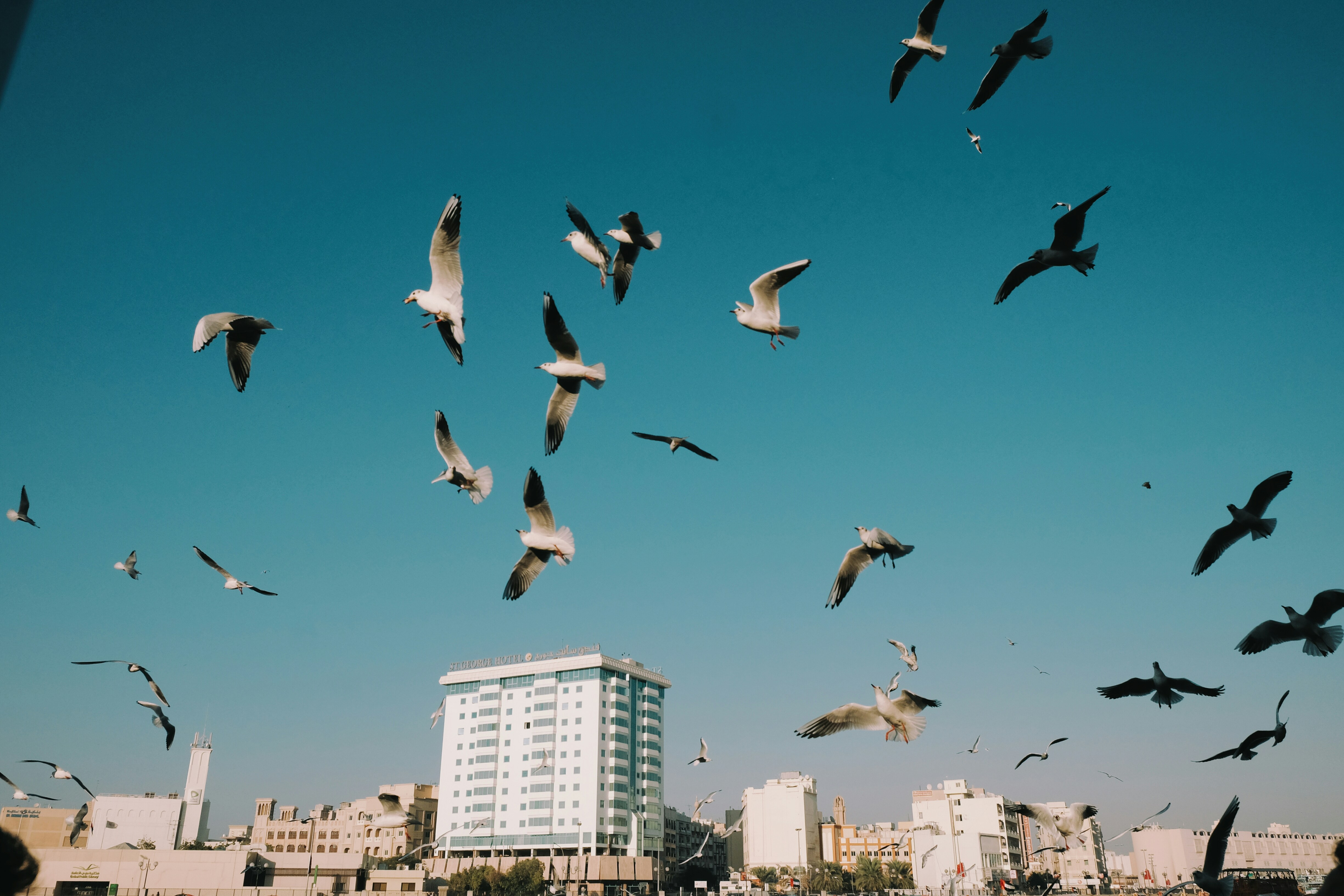 flock of birds flying over the city during daytime, 