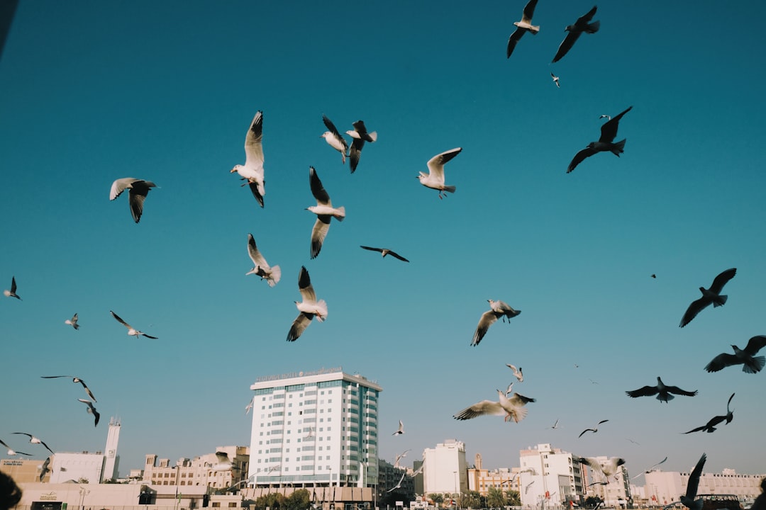 flock of birds flying over the city during daytime