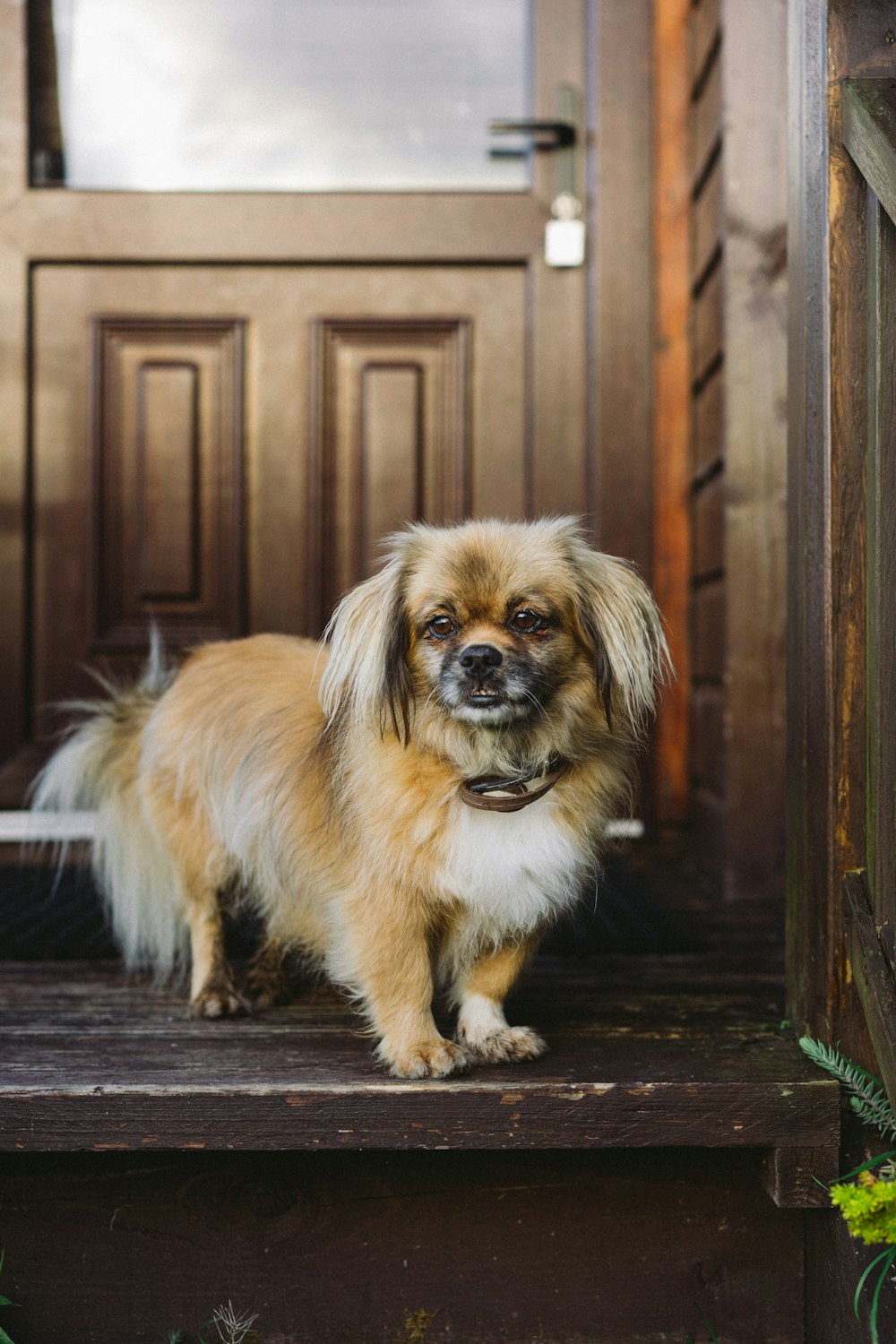 brown and white long haired small dog