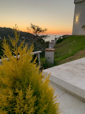 A tranquil landscape featuring a small yellow bush in the foreground, situated on a patio or terrace area. The background reveals a scenic view of distant hills and trees silhouetted against a sunset or sunrise sky. The light casts warm hues over the area, with a building wall illuminated by a single light fixture on the right side.